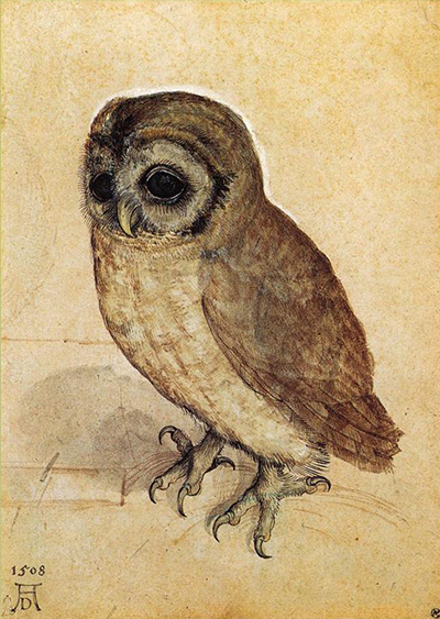 The Little Owl Albrecht Durer